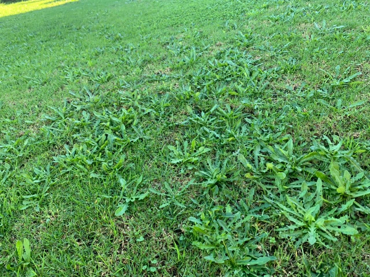 How to get rid of weeds in my lawn? Bunnings community