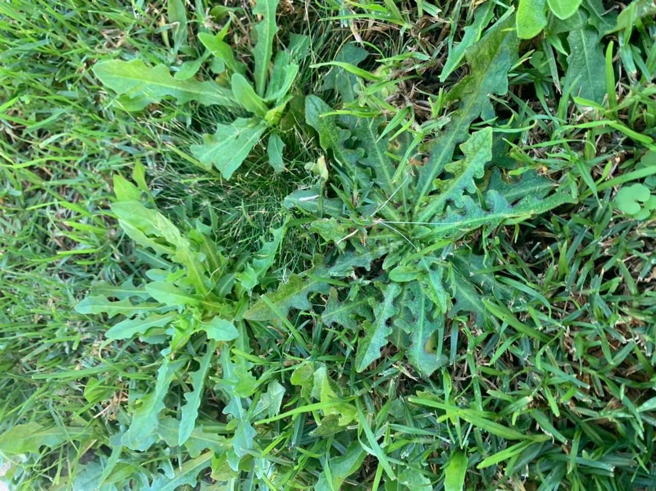 lawn weed Bunnings community