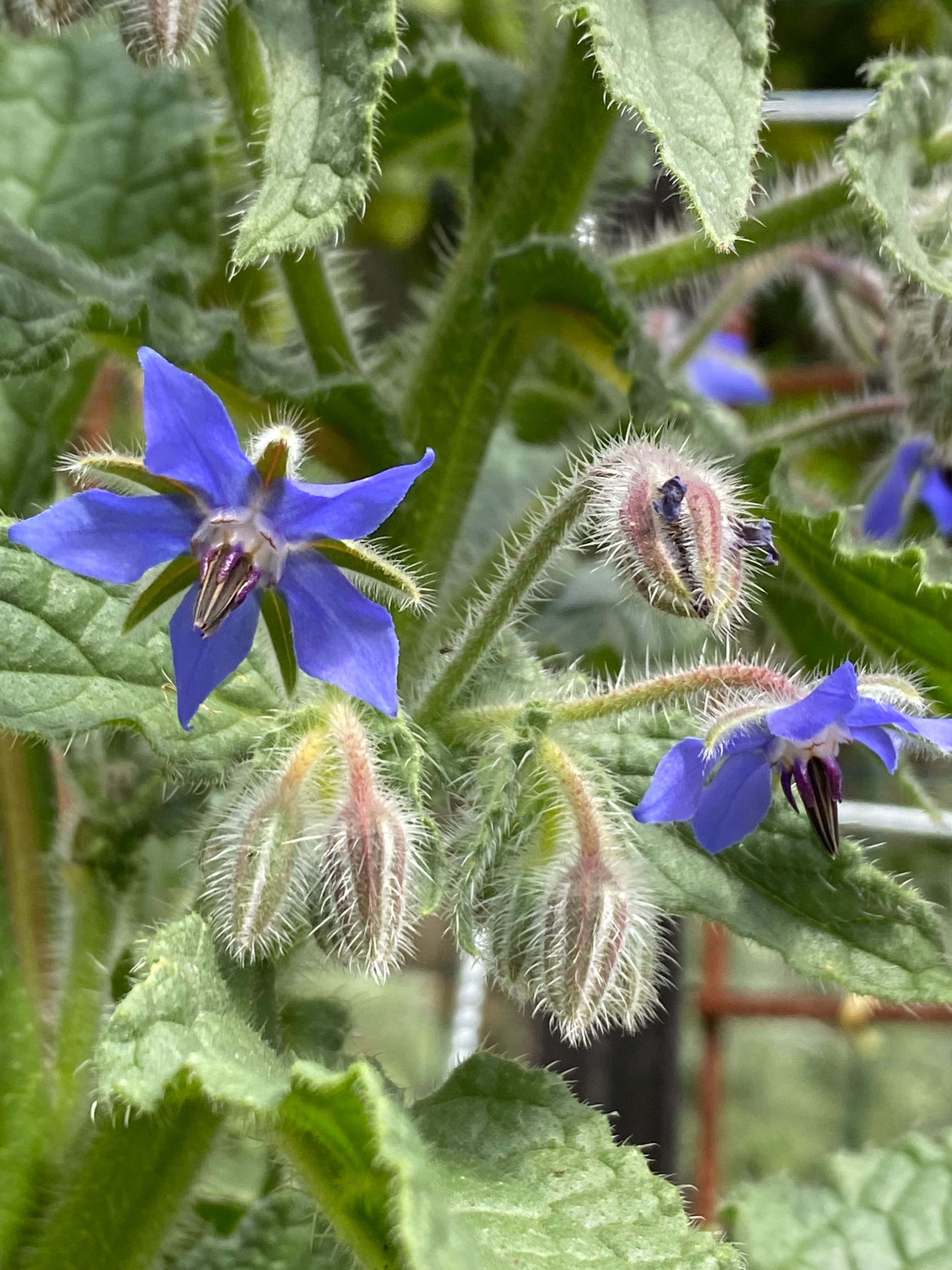 How we grow Passionfruit to cover the Ch... Bunnings community