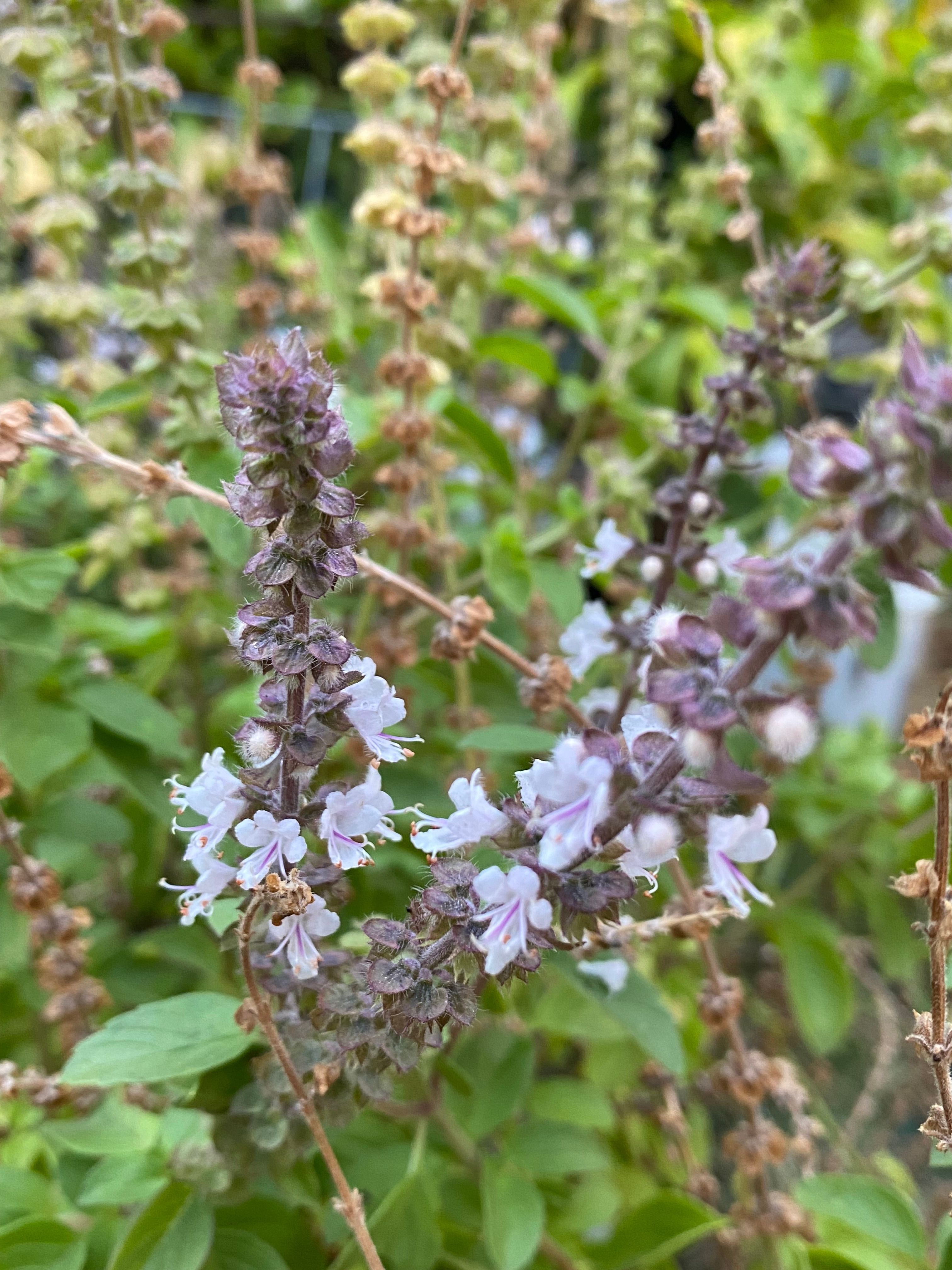 How we grow Passionfruit to cover the Ch... Bunnings community