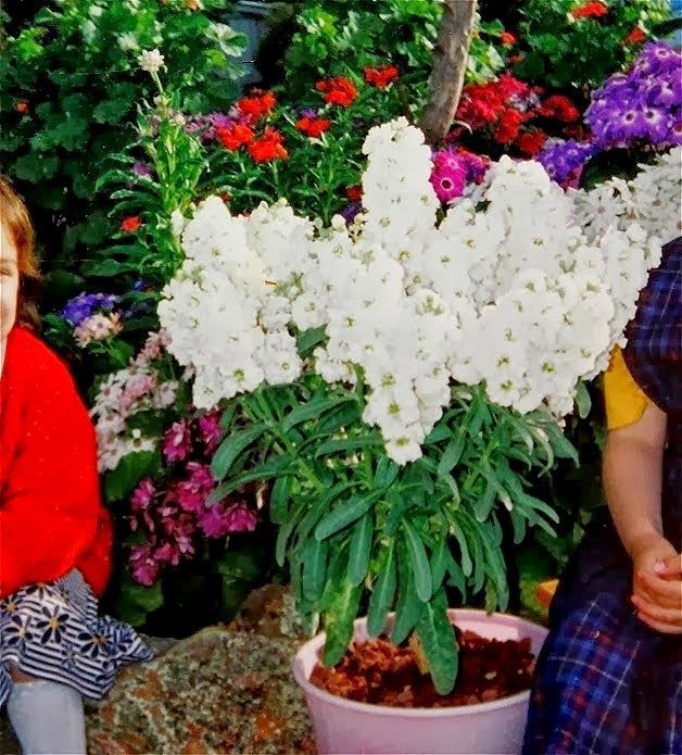 Time to sow stock seeds