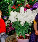 Time to sow stock seeds