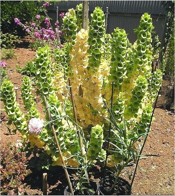 time to sow Irish Green Bells.