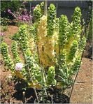 time to sow Irish Green Bells.