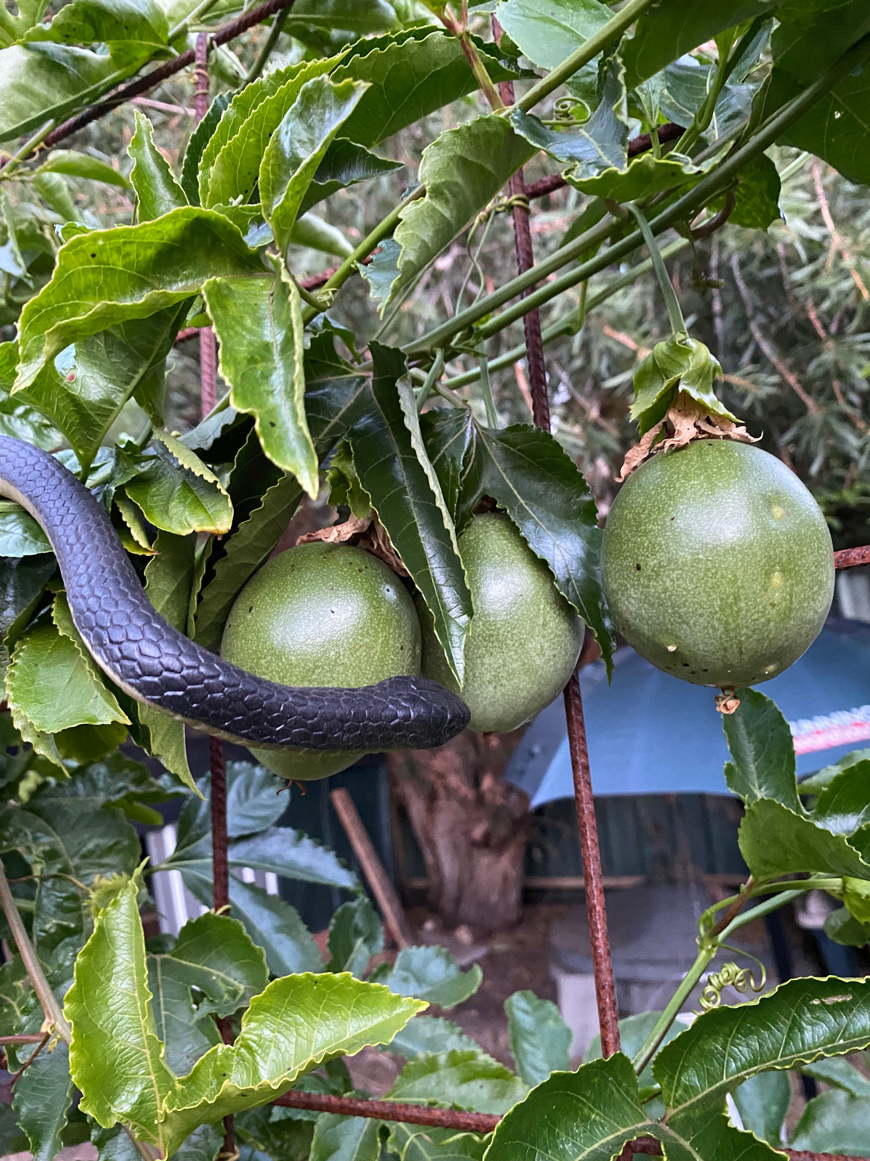 How we grow Passionfruit to cover the Ch... Bunnings community