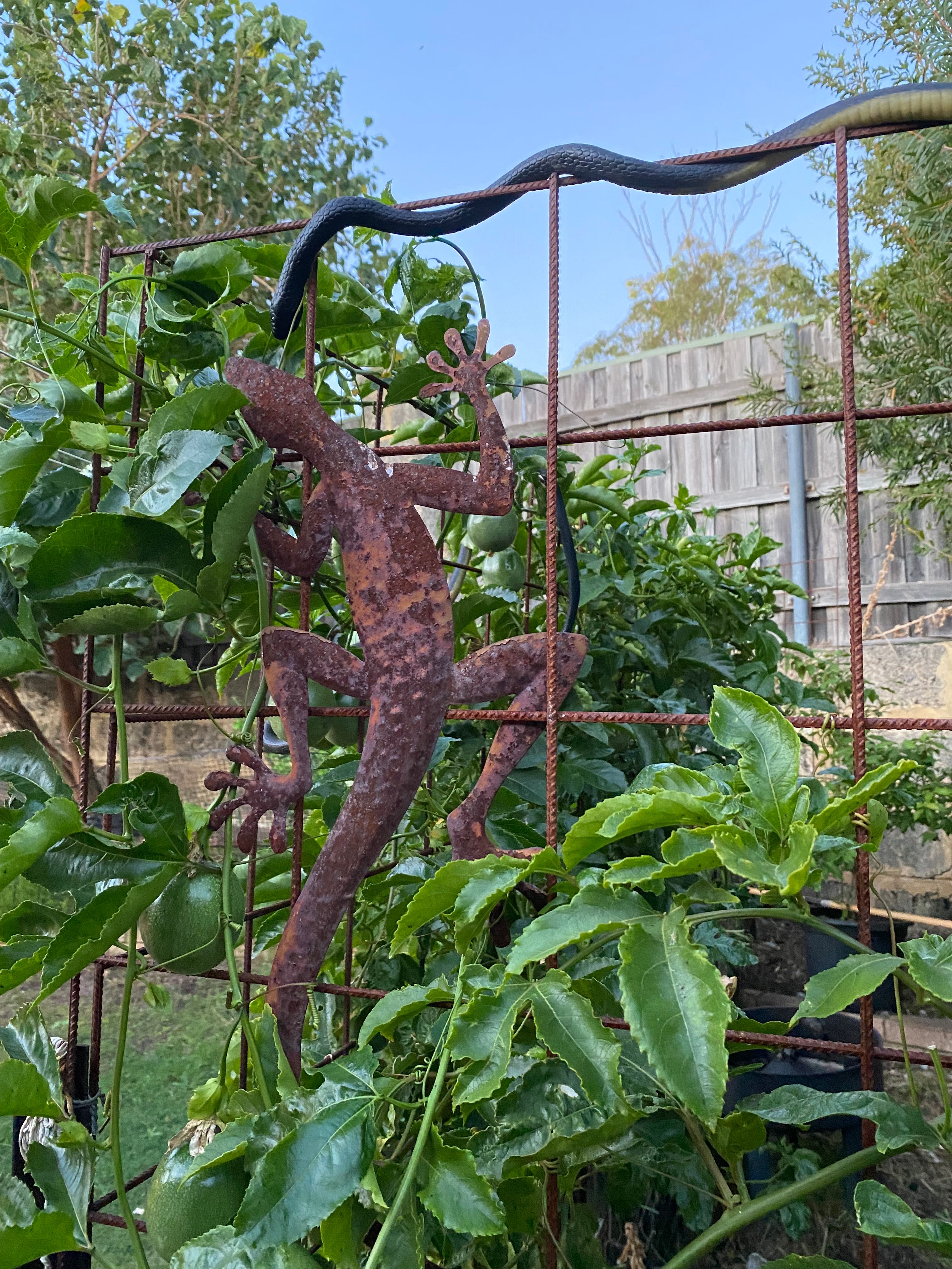 How we grow Passionfruit to cover the Ch... Bunnings community