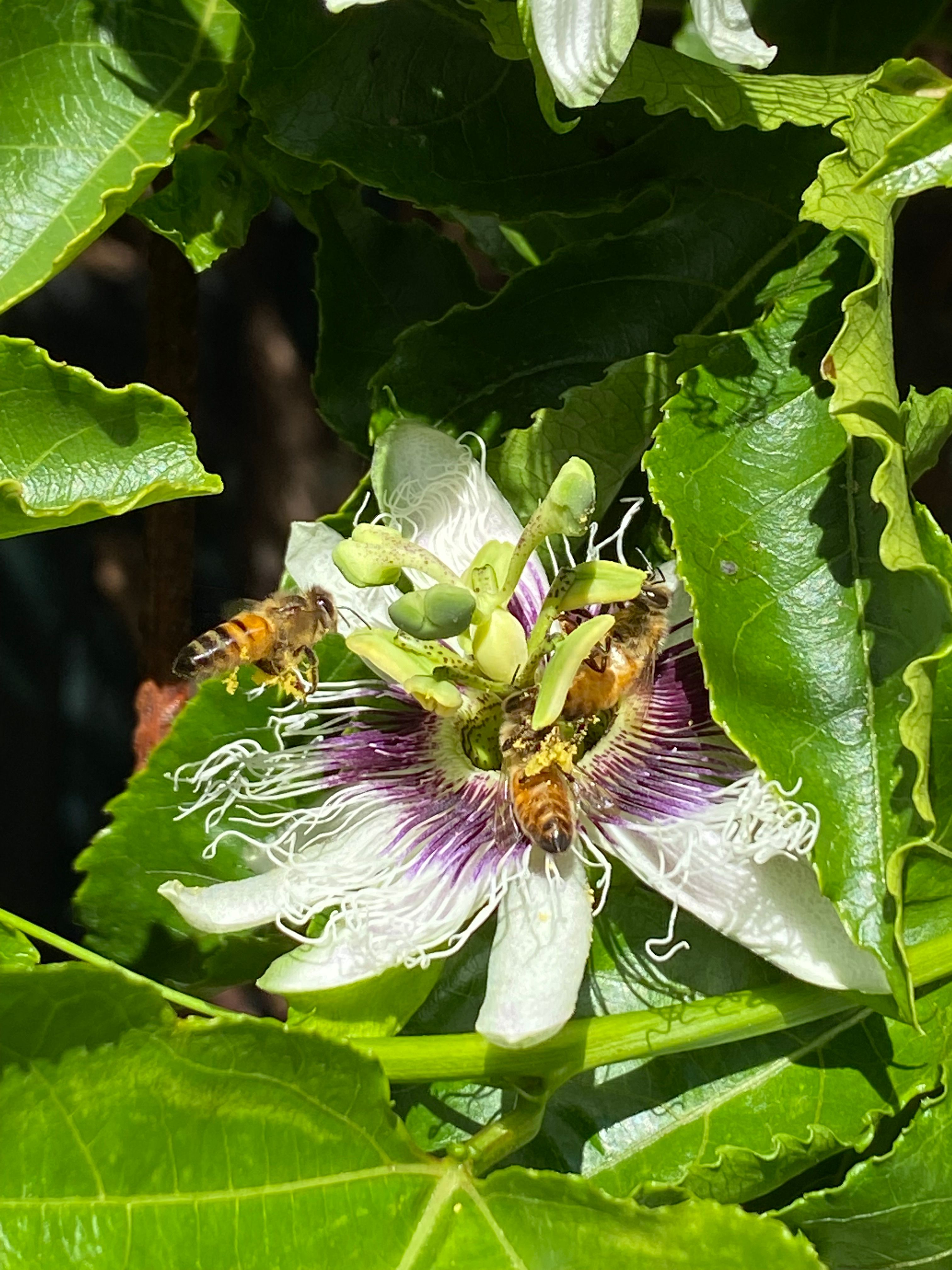 How we grow Passionfruit to cover the Ch... Bunnings community