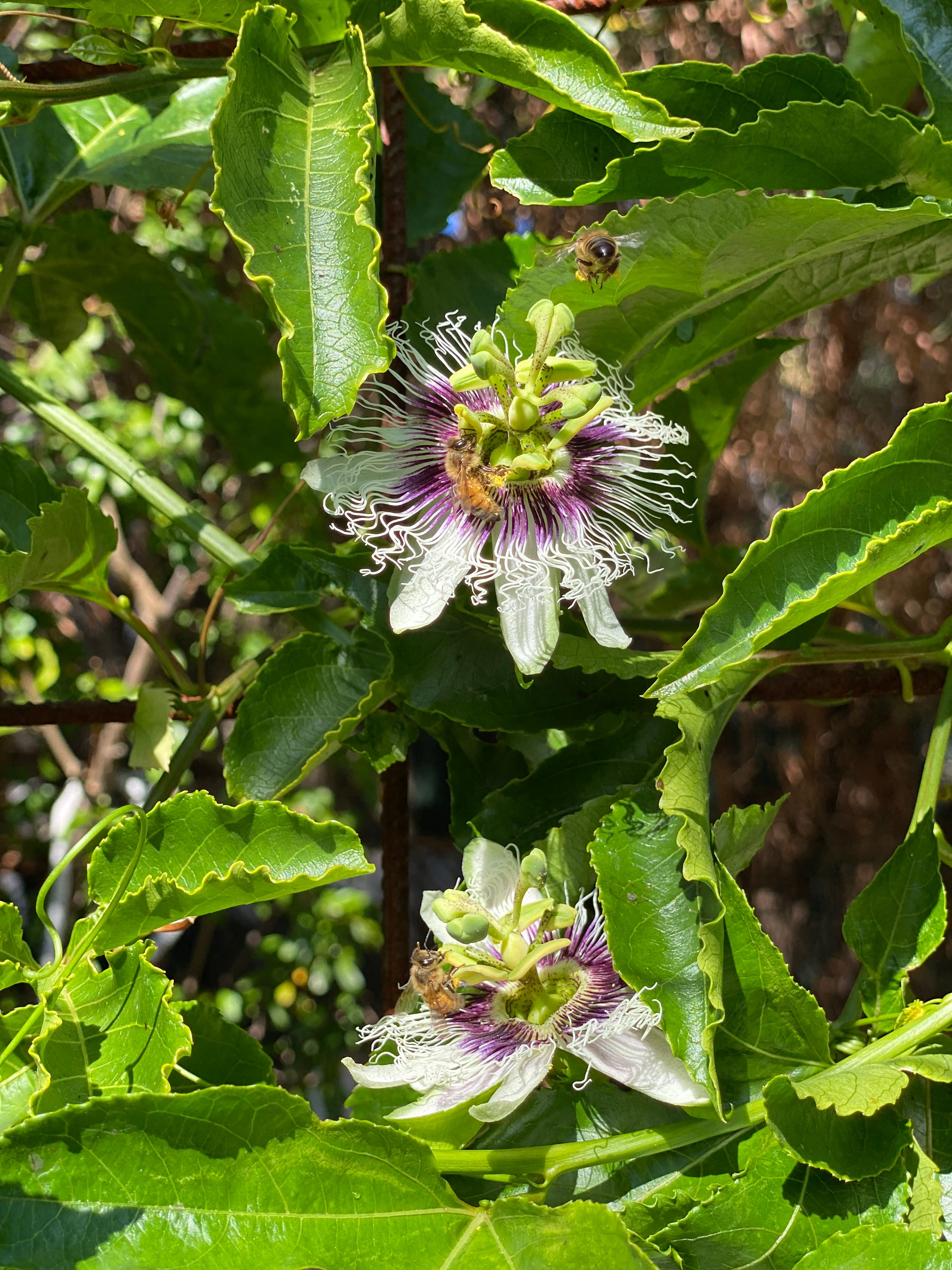How we grow Passionfruit to cover the Ch... Bunnings community