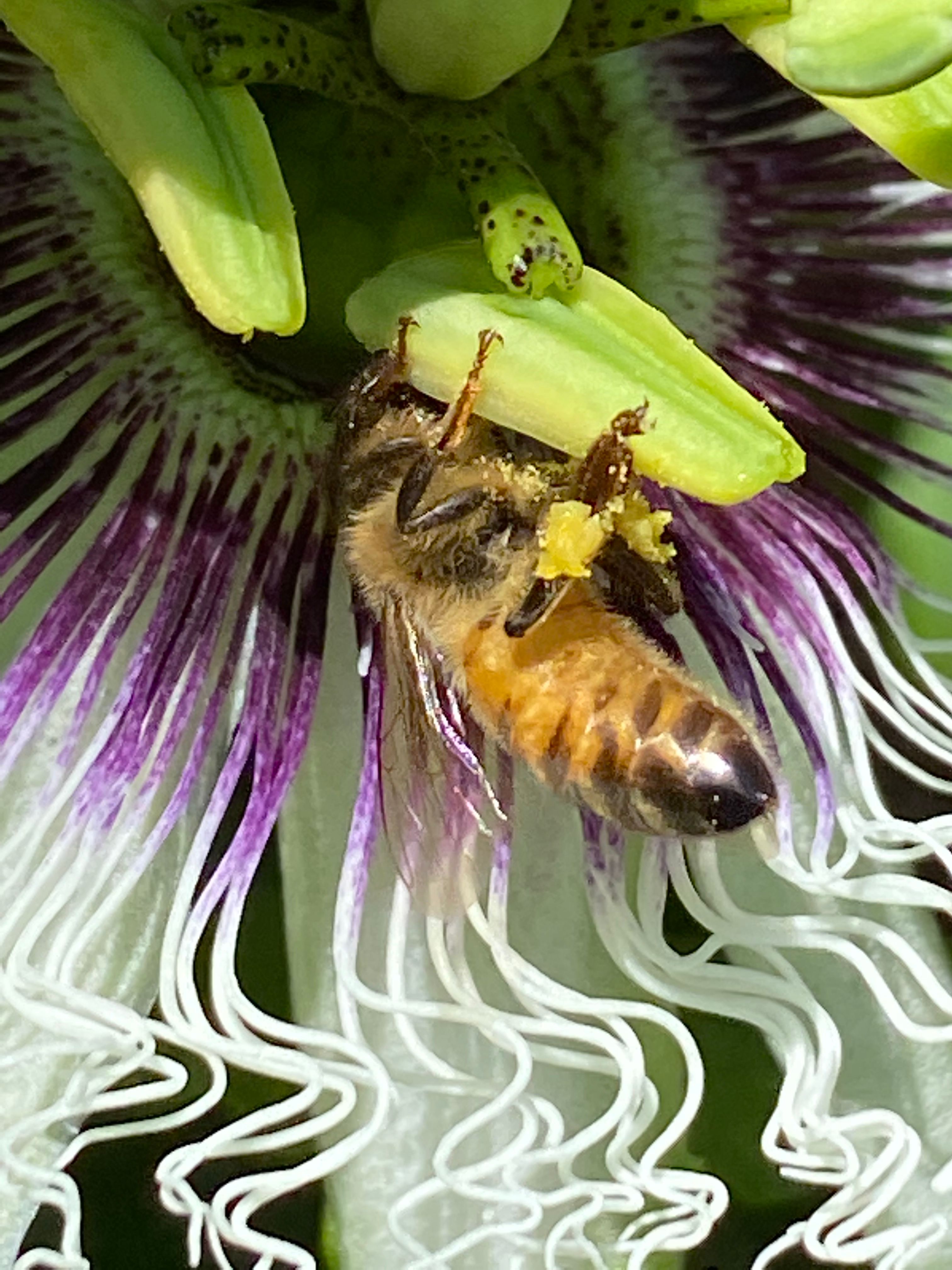 How we grow Passionfruit to cover the Ch... Bunnings community