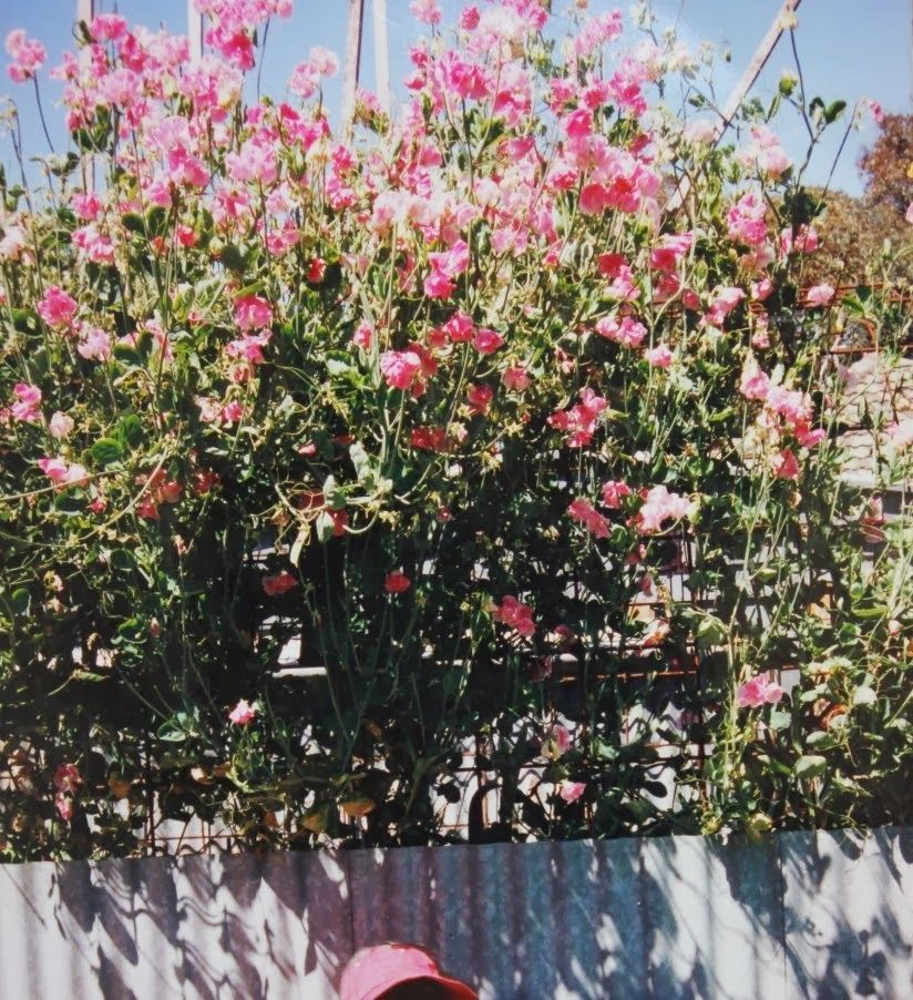 March 17 for sowing sweet pea