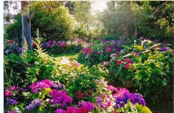 more cineraria, with fox gloves.