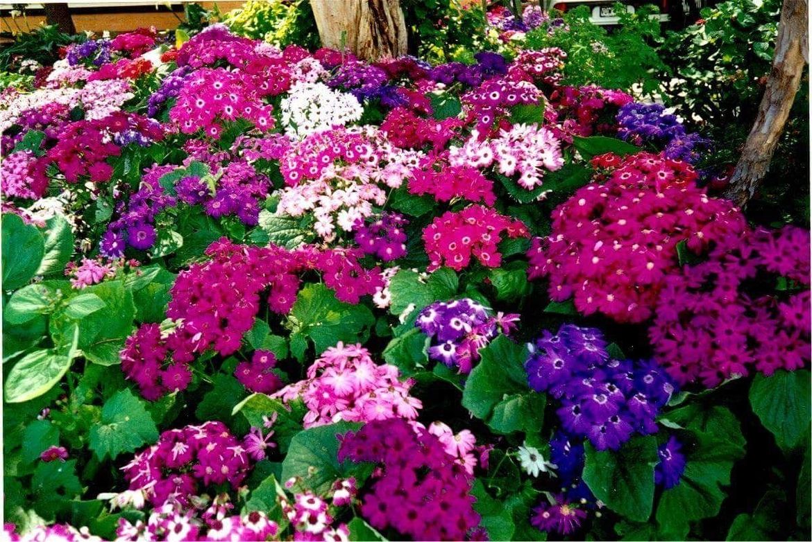 Sow a whole bed of cineraria.