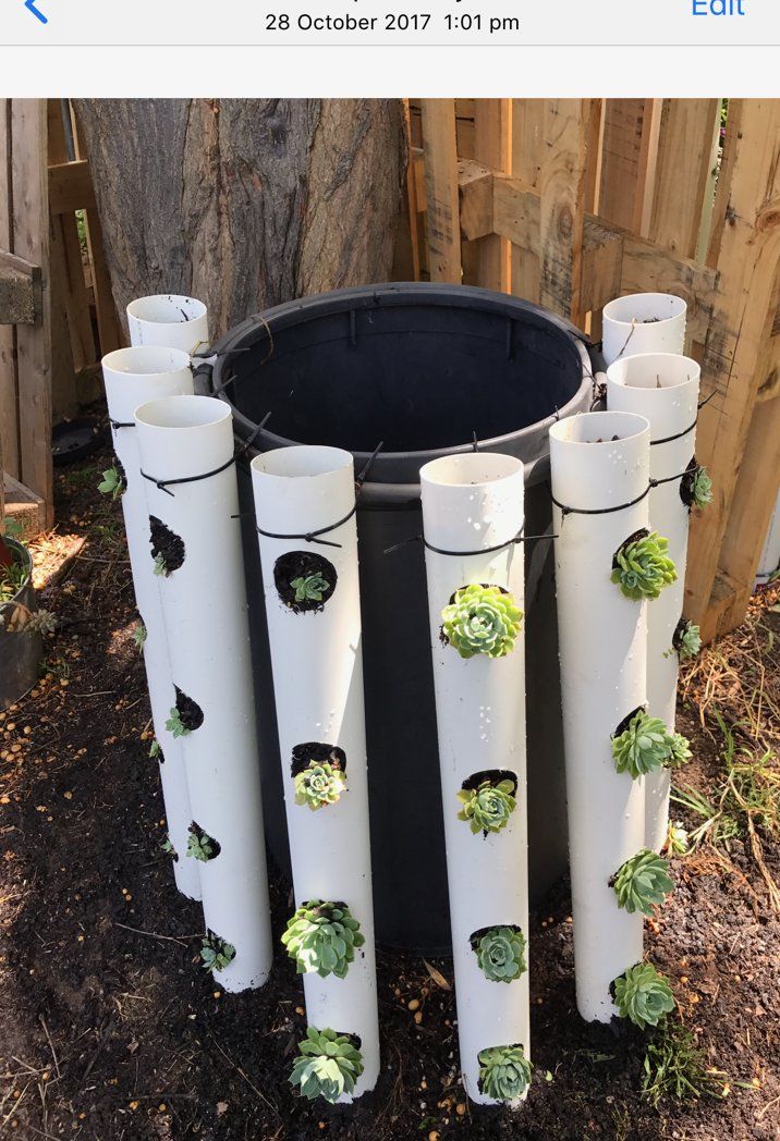 Plants to surround a compost bin Bunnings community