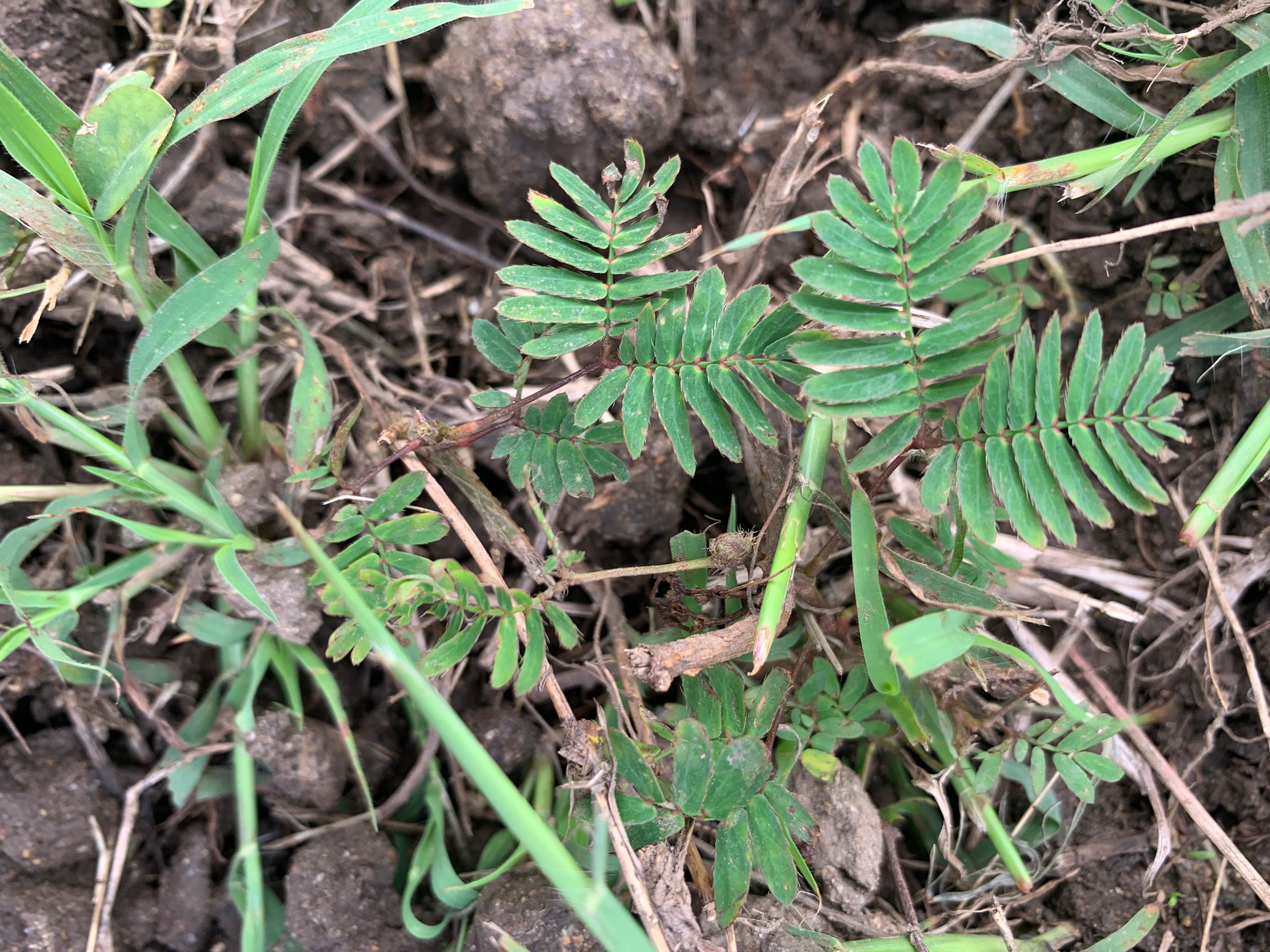 How to remove stubborn weeds? Bunnings community