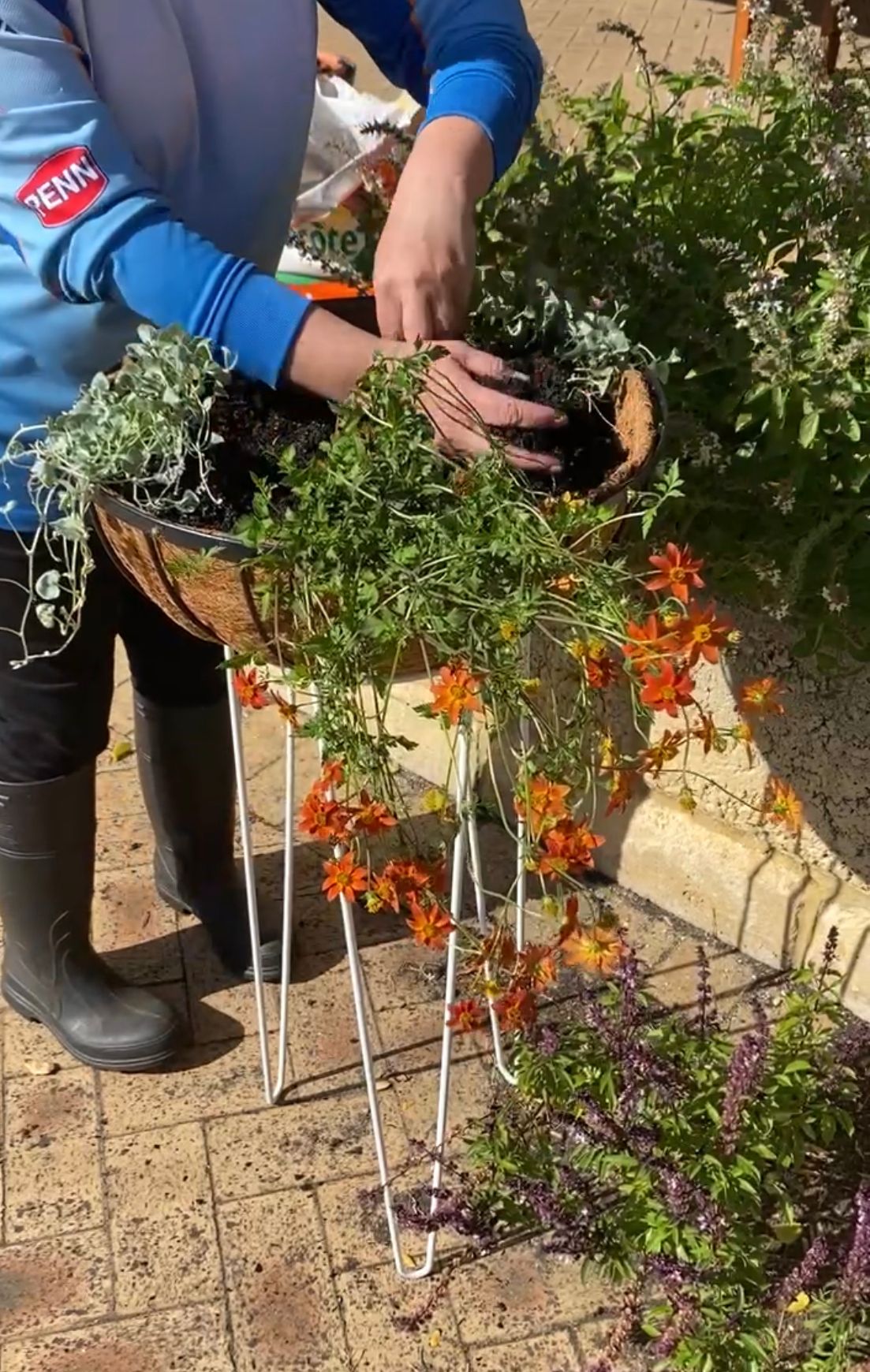 How to create a colourful hanging basket Bunnings community