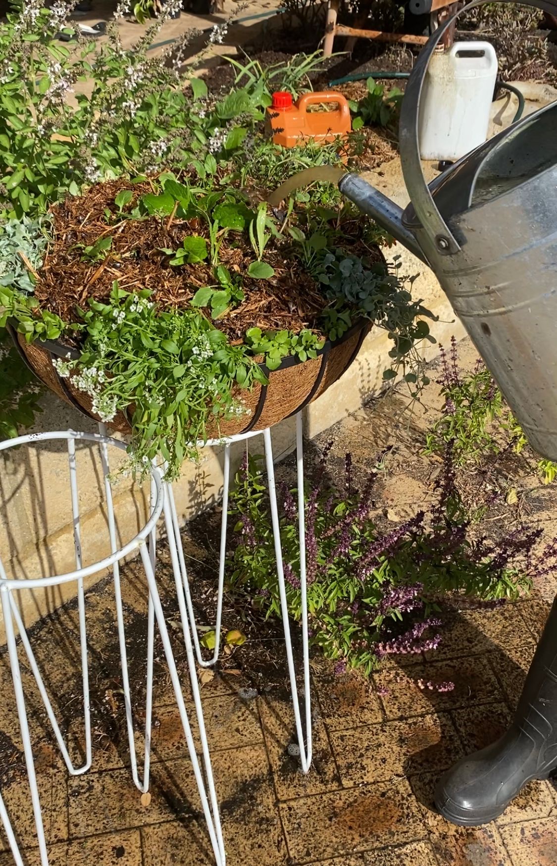 How to create a colourful hanging basket Bunnings community