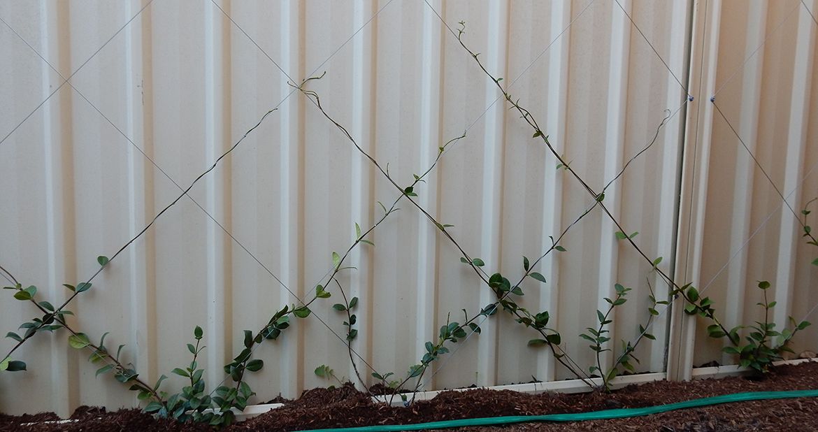 Wire trellis for climbing plants Bunnings community