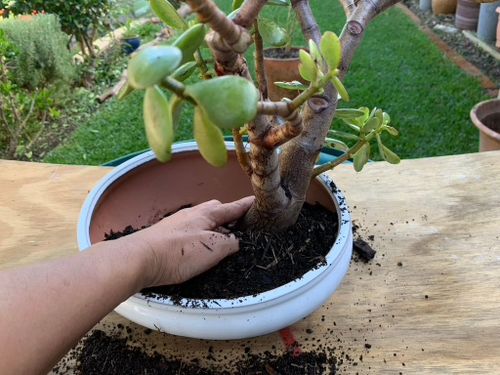 Re plant into a bonsai pot