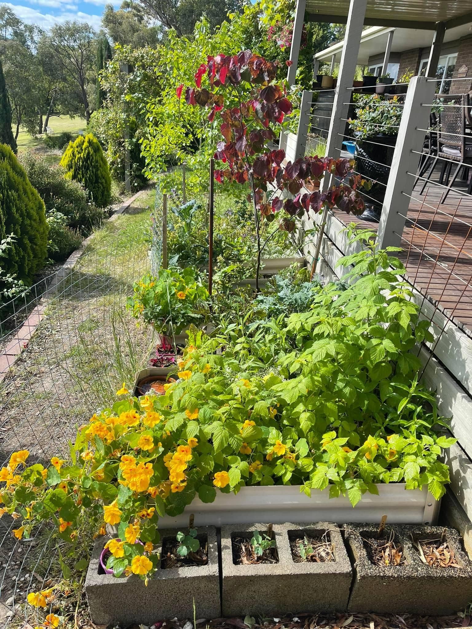 Vegetable garden makeover with raised be... Bunnings community