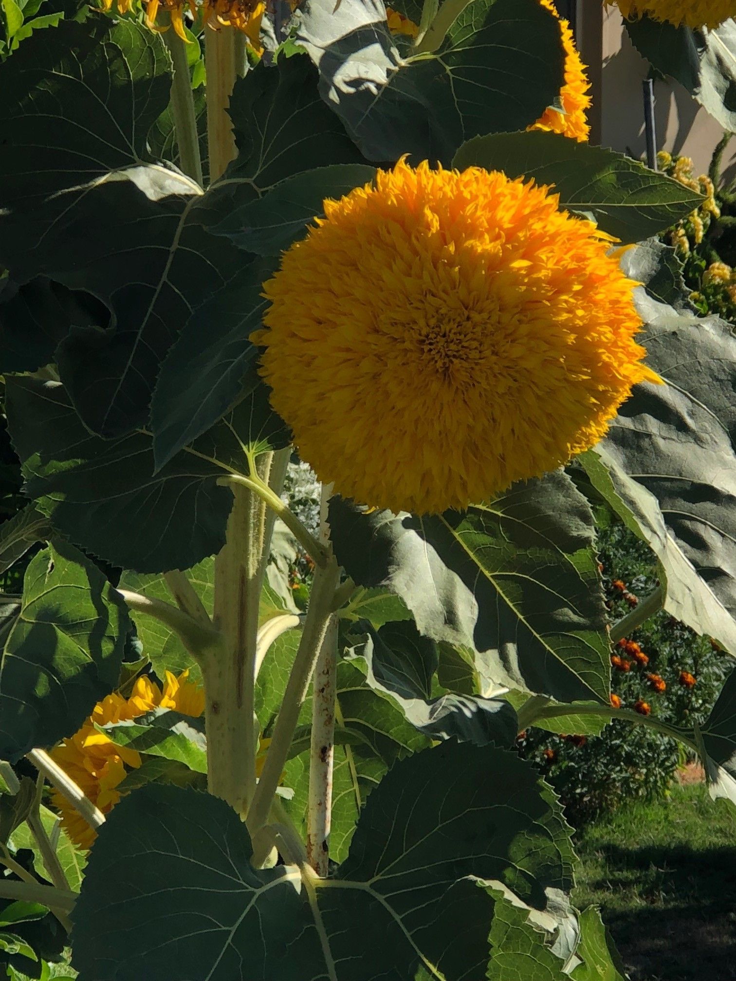 Sunflowers1.jpg