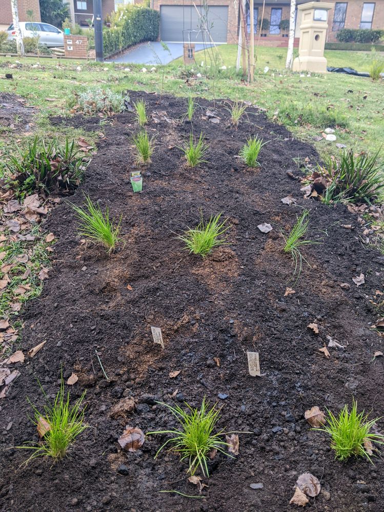Planting with native grasses