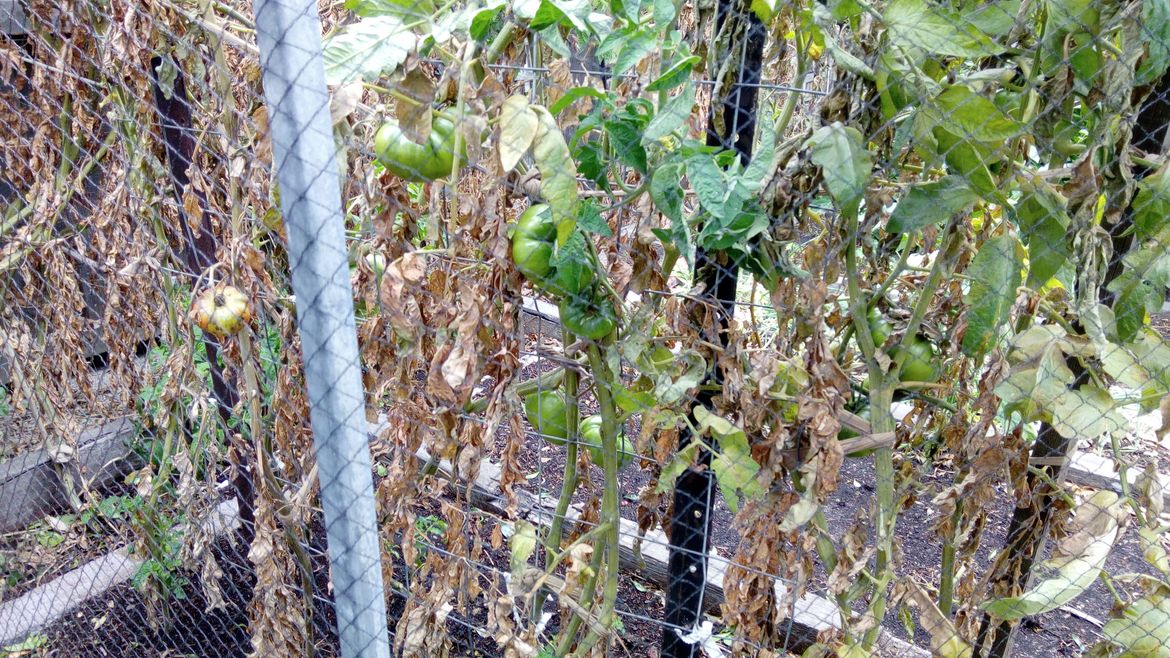 Tomato at end of season