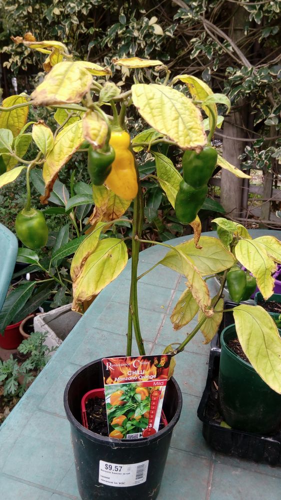 Plenty of fruit for a $5 plant