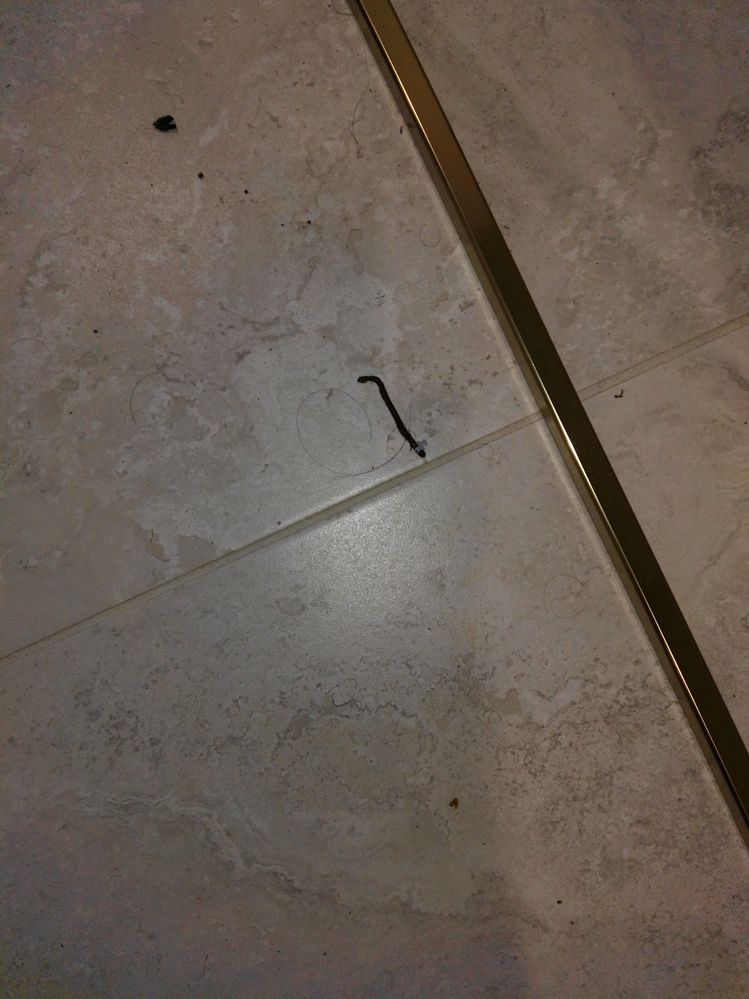 Worm in hallway.jpg