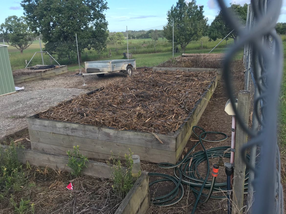 Sugar cane leaf for mulch on top of the weed mat.