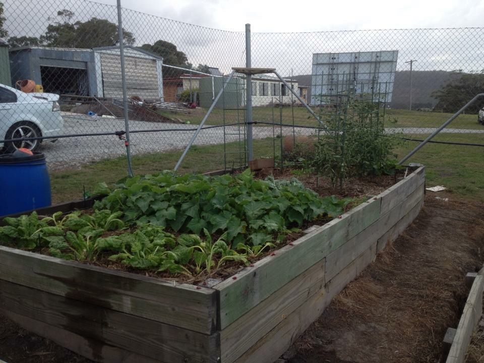 Tomatoes and cucumbers