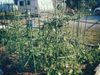Tomatoes going wild.