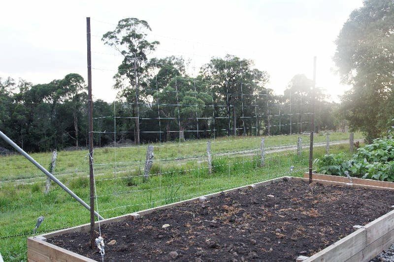 The choko vine grows here