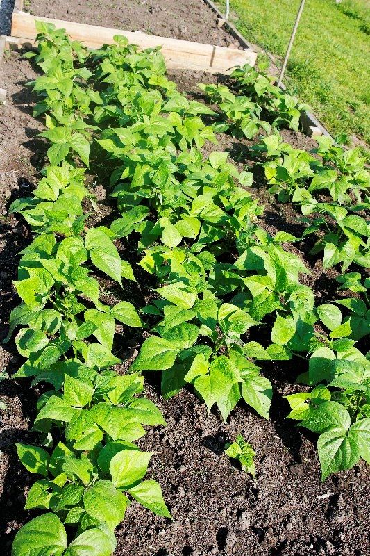 These are Jalapino chillies.