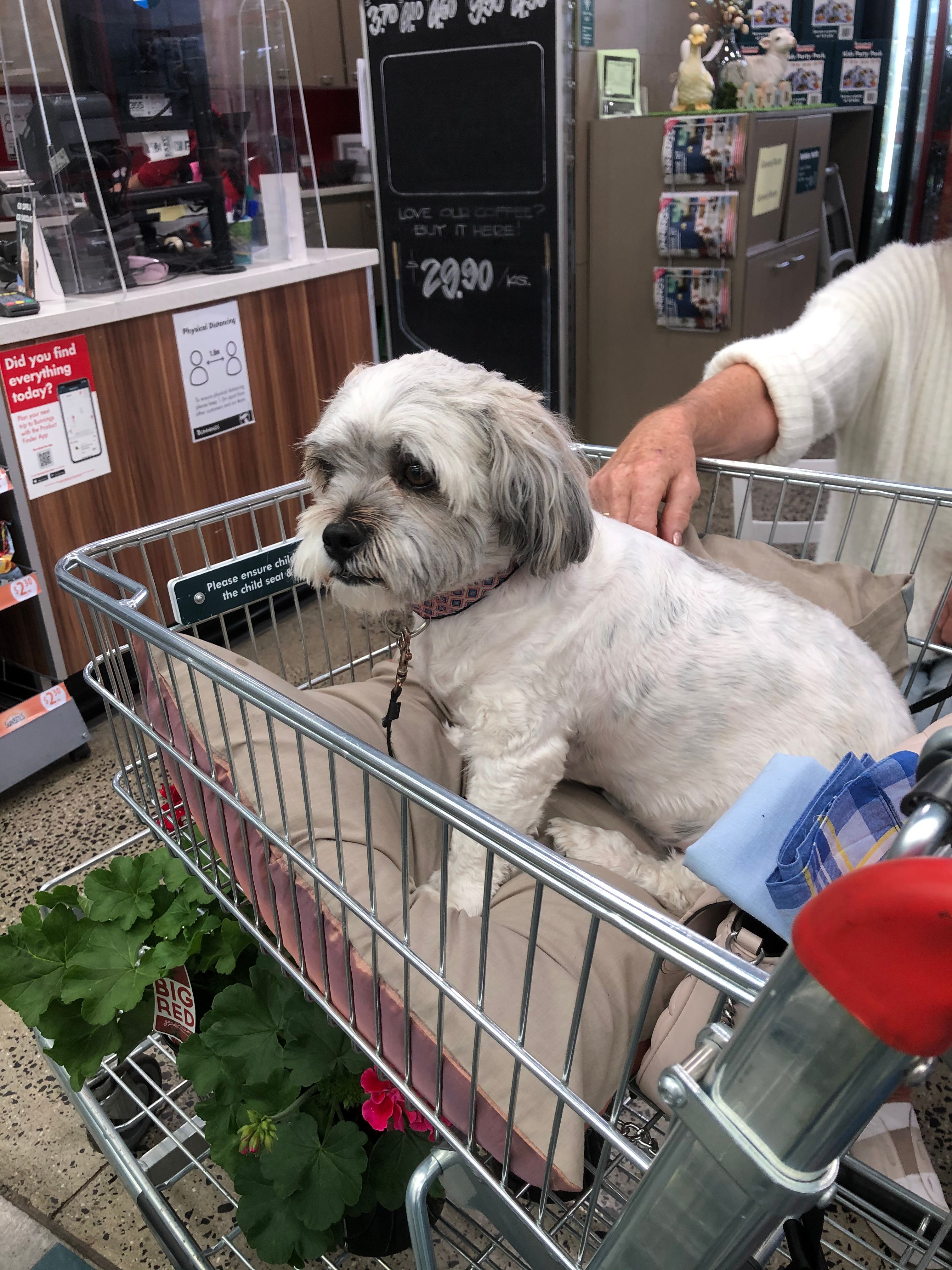 Can you take your dog into Bunnings? Bunnings community