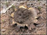 Scleroderma_cepa_puffball_5.jpg
