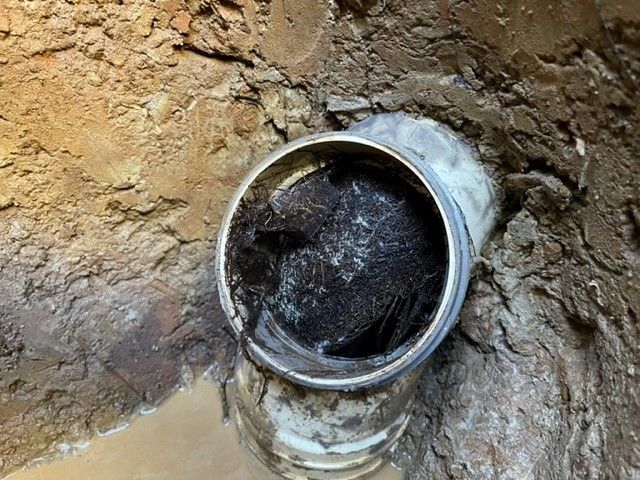 Fine Roots just completely blocked drain