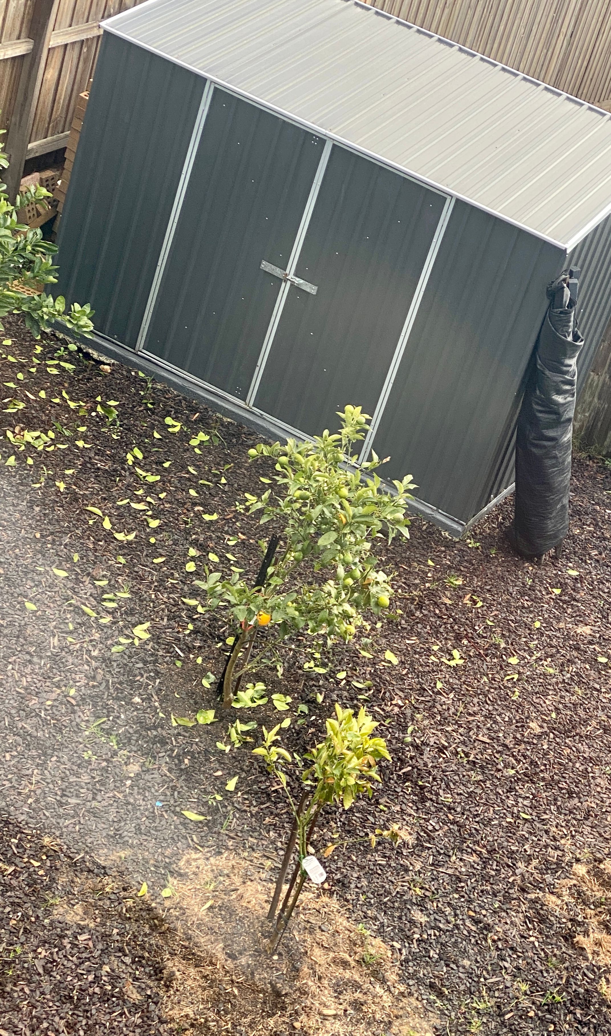 How to save the orange tree? Bunnings community