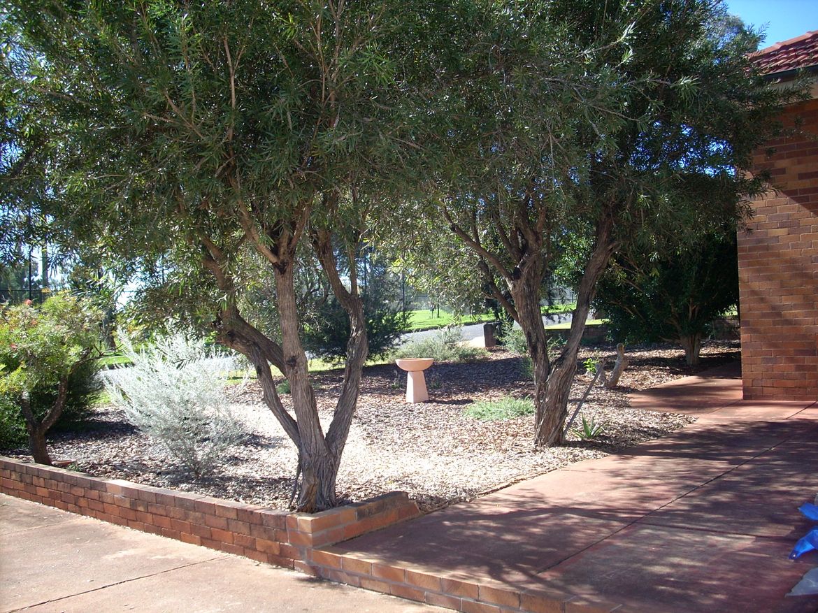 Path between trees at house end