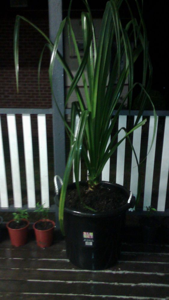 Pandanus, feature plant