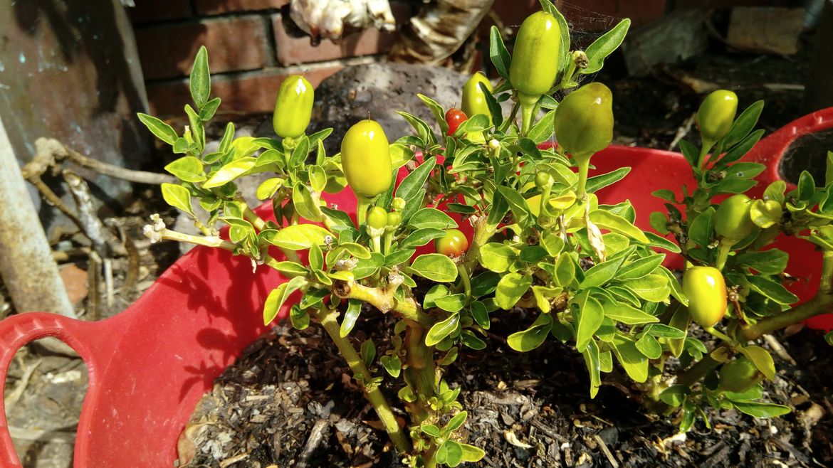 3rd Season Nellie Kellie