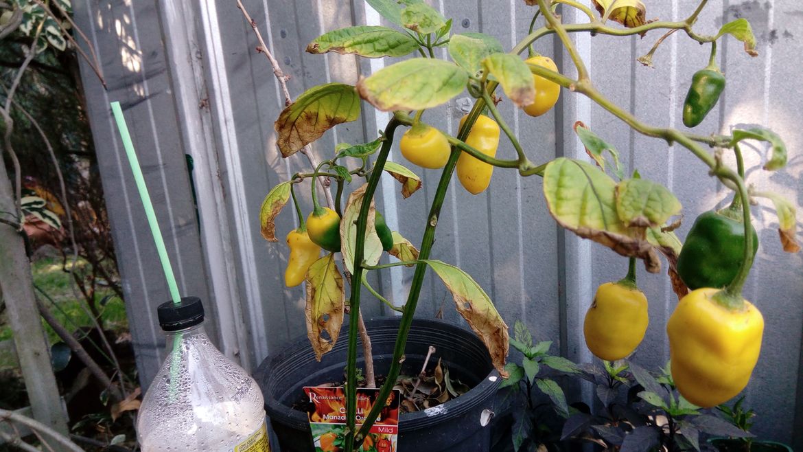 Manzano Orange from Chili Festival