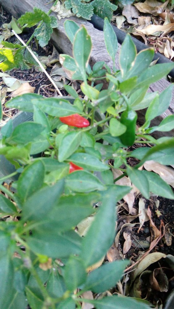 Nellie Kellie overwintered 2nd season