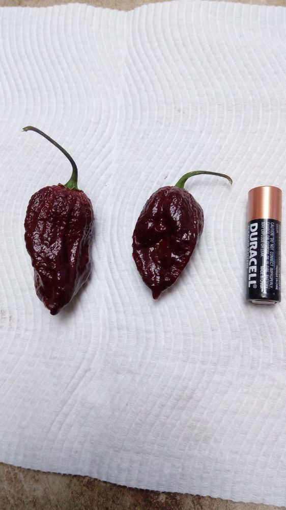 Ghost Chillis
