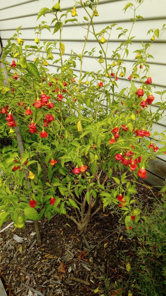 One of three plants Bishop's Cap