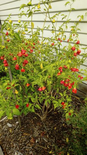 One of three plants Bishop's Cap