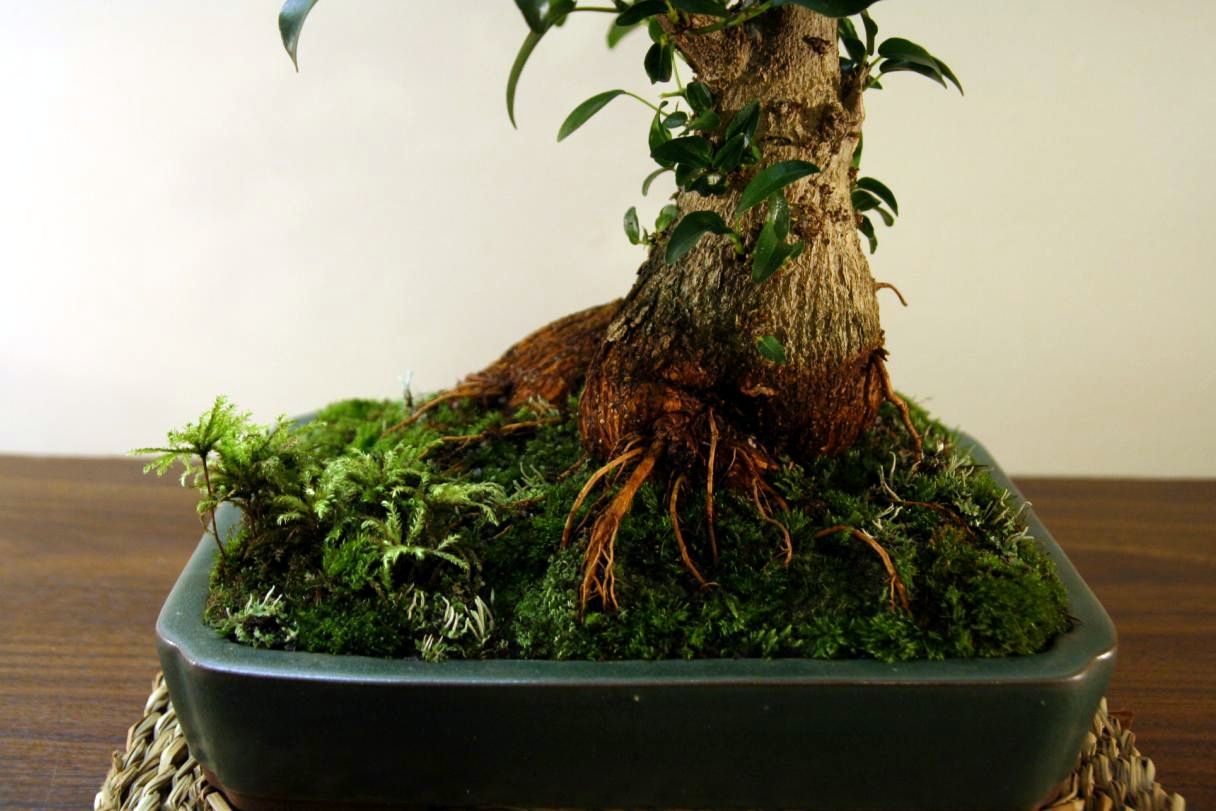 Outdoor Bonsai workbench with builtin s... Page 2 Bunnings