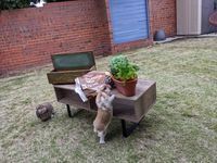 When planting herbs... BEWARE of Bunnies!!!
