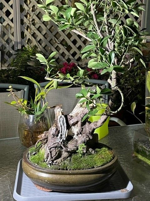 My spirit bonsai and I used air dried clay for the spirit