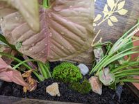 Adding some moss and rocks made it more "homely" for these guys AND filled the gap!