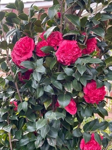 double form camelia just spectacular
